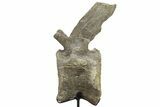 Sauropod (Camarasaurus) Caudal Vertebra - Absolutely Massive #209202-11